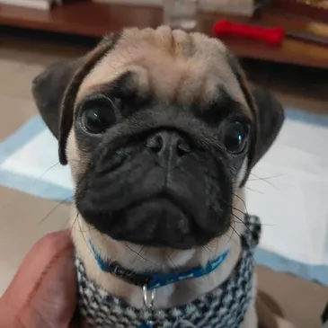 Cooper